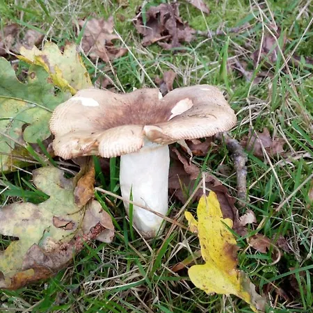 El Llagar - Sagasta Rural Oviede