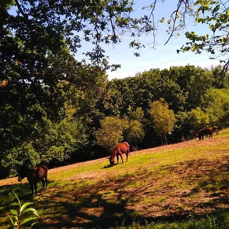 El Llagar - Sagasta Rural * Oviede